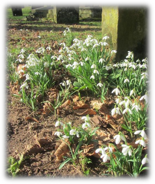 snowdrops